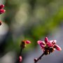 <p align=left>Bourgeons qui font toujours plaisir à voir, surtout en février.